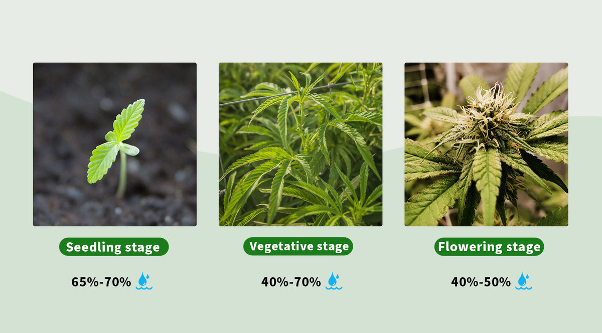 The Stages of Cannabis Growth